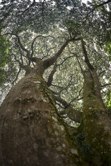 Hugh tropical trees canopy providing shade as viewed from below