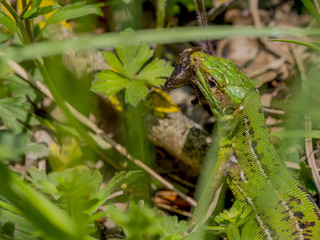 Lézard vert et sa proie