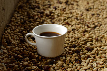 Cup of coffee sitting on raw coffee beans in a drying tray