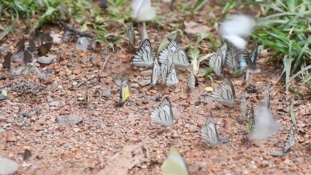 Multi-color of butterfly species eating Salt licks on ground at Ban Krang Camp, Kaeng Krachan National Park, Phetchaburi, Thailand:slow motion
