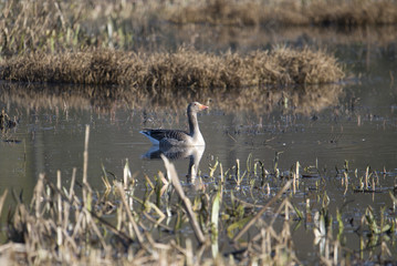 Greylag goose in a pond in Stockholm