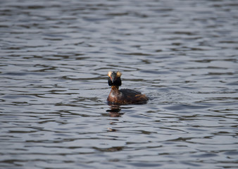 Horned grebe in a pond in Stockholm