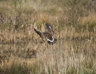 Canada goose in flight at a pond in Stockholm