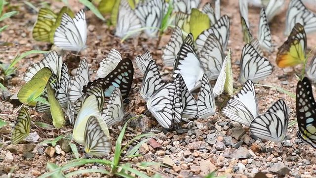 Multi-color of butterfly species eating Salt licks on ground at Ban Krang Camp, Kaeng Krachan National Park, Phetchaburi, Thailand:slow motion