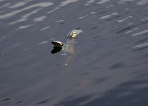 Grass snake in al lake in Bromma, Stockholm
