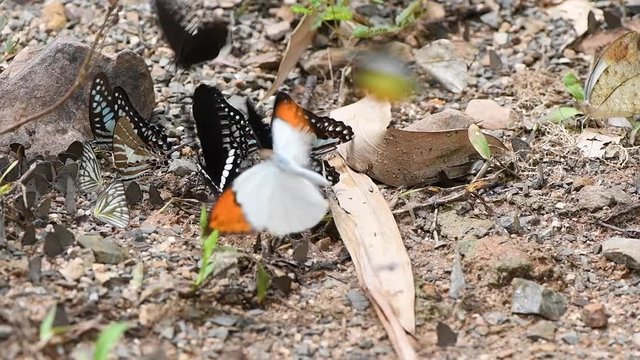 Multi-color of butterfly species eating Salt licks on ground at Ban Krang Camp, Kaeng Krachan National Park, Phetchaburi, Thailand:slow motion
