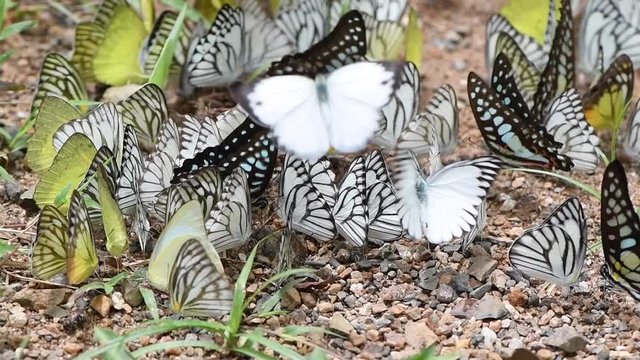Multi-color of butterfly species eating Salt licks on ground at Ban Krang Camp, Kaeng Krachan National Park, Phetchaburi, Thailand:slow motion