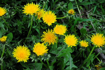 flower, nature, yellow, field, spring, meadow, summer, flowers, green, grass, dandelion, plant, blossom, garden, flora, blooming, daisy, floral, beauty, season, white, bloom, petal, camomile, leaf