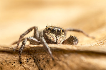 Macro close up of tropical arachnid spiders in the wild arachnophobia