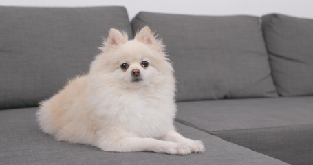 Pomeranian dog sitting on the sofa