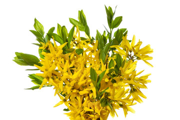 Bouquet of blooming branches of forsythia on a white background.