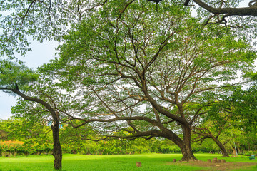 A beautiful rain tree on the lawn in the park with nature background.