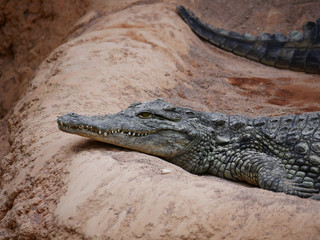 Crocodile