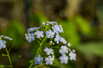 Siberian bugloss flower or forget-me-nots with leaf in the garden