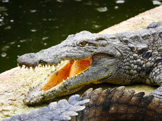 Crocodile