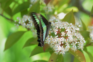 Butterfly and Red robin flowers