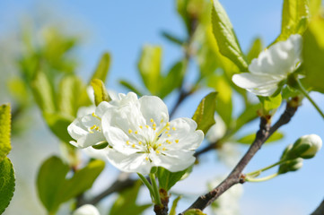 white flowers and green leaves on a plum tree. spring natural landscape. blooming garden.