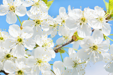 white cherry flowers against the blue sky, beautiful natural spring landscape, tender pastel composition, outdoor,nature,background.selective focus