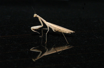 Mantis