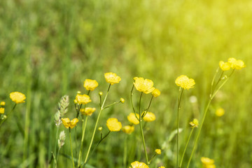Fototapeta premium Yellow buttercup flowers blooming on mountain, crowfoot, ranunculus