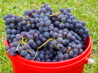 A bucket full of red grapes is standing on the lawn.