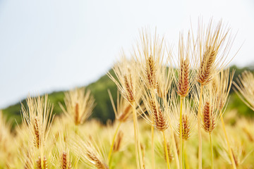 Field barley in period harvest