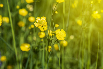 Yellow buttercup flowers blooming on mountain, crowfoot, ranunculus