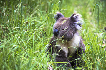 Wild koala seen along the way to Cape Otway Lightstation Melbourne Australia Great Ocean Road
