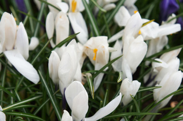 Crocus vernus white flowers with green