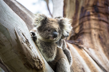 Wild koala seen along the way to Cape Otway Lightstation Melbourne Australia Great Ocean Road