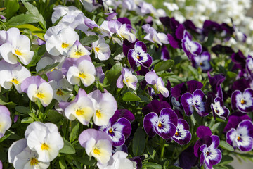 Pansy flowers are blommong in the garden