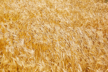 Field barley in period harvest