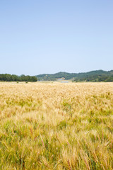 Field barley in period harvest