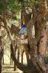 bird feeder from a bottle in the forest