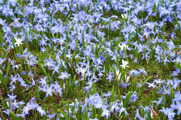Obraz na płótnie Canvas Lucile's glory-of-the-snow or chionodoxa luciliae many blue flowers 