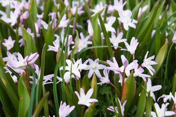 Lucile's glory-of-the-snow or chionodoxa luciliae pink flowers close up
