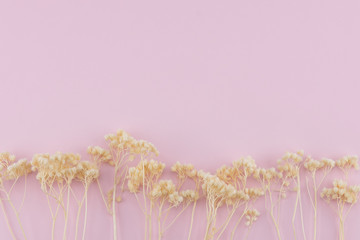 White dried flowers on pastel pink background with copy space