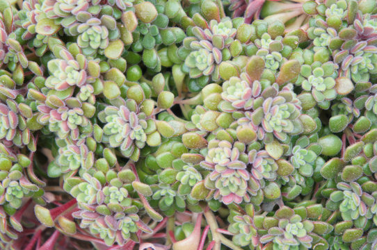 Aeonium or aichryson tortuosum or gouty houseleek green and red foliage