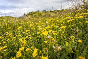 Fototapeta premium Fields of flowers during spring time along sea coast of Victoria Australia Great Ocean Road and surroundings sea oceans and cliff