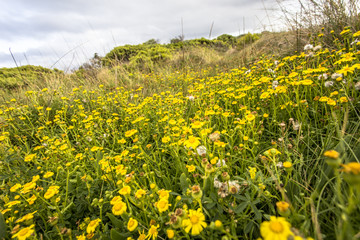 Fields of flowers during spring time along sea coast of Victoria Australia Great Ocean Road and surroundings sea oceans and cliff