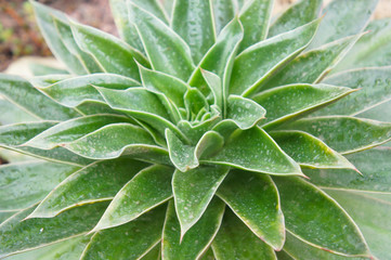 Echeveria agavoides rubella green plant