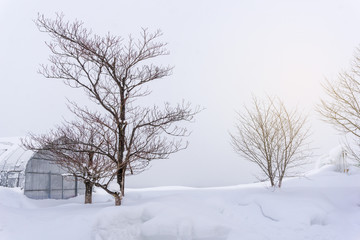 Beautiful winter landscape with snow-covered field in Hokkaido,Japan