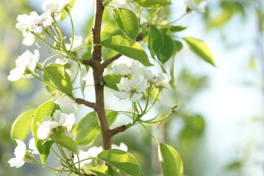 White pear tree flowers