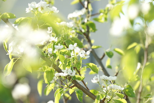 White pear tree flowers
