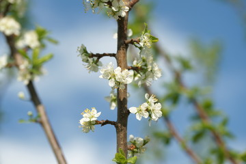 White Plum Tree Flowers