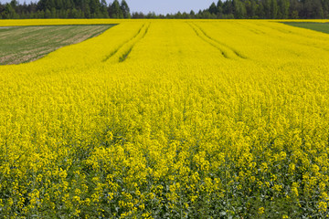 Field of blooming canola, rapeseed yellow flowers