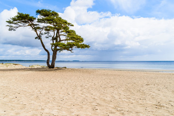 Ahus, Sweden. A lonely pine tree standing on the sandy beach on a sunny day in spring. Rainclouds in the distance.