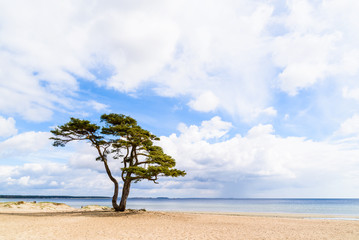 Ahus, Sweden. A lonely pine tree standing on the sandy beach on a sunny day in spring. Rainclouds in the distance.