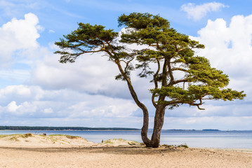Fototapeta na wymiar Ahus, Sweden. A lonely pine tree standing on the sandy beach on a sunny day in spring. Rainclouds in the distance.