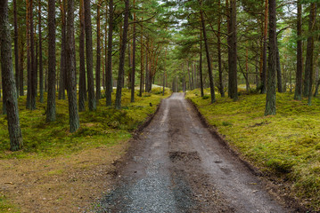 Ahus, Sweden. Forest road through a dark forest after a rainfall.